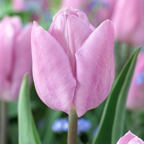 Тюльпан Кэнди Принц рисунок 1 артикул 67746