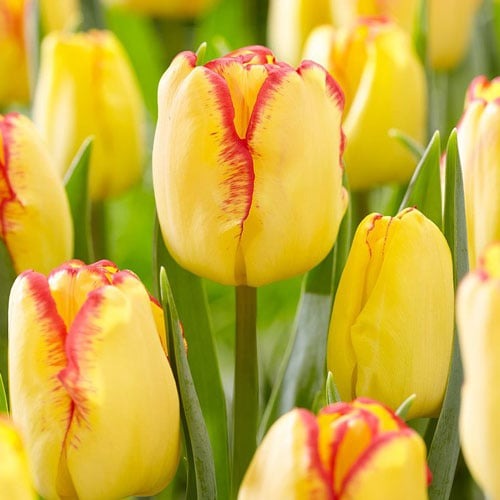 Тюльпан Cape Town зображення 1 артикул 67742