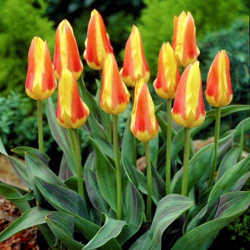 Тюльпан Кауфмана Корона, луковицы рисунок 1 артикул 68107