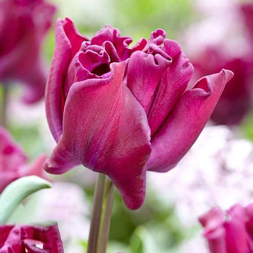 Тюльпан Триумф Краун оф Негрита рисунок 1 артикул 68083