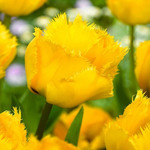 Тюльпан бахромчастий Crystal Star артикул фото 1 Тюльпан бахромчастий Crystal Star зображення 1 артикул 67744