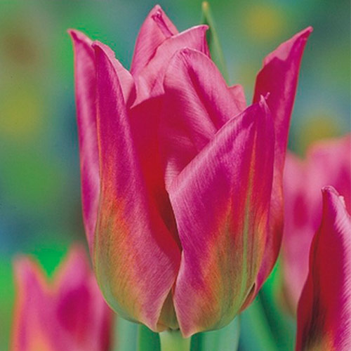 Тюльпан Кристмас Экзотик артикул фото 1 Тюльпан Кристмас Экзотик рисунок 1 артикул 67745