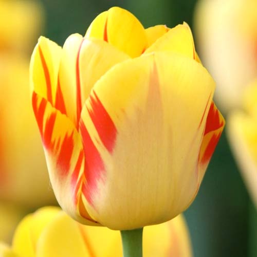 Тюльпан Ла Куртин артикул фото 1 Тюльпан Ла Куртин рисунок 1 артикул 70250