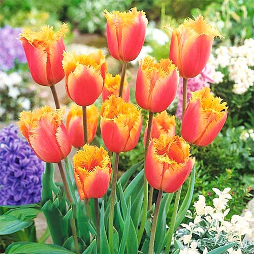 Тюльпан Ламбада, цибулини зображення 1 артикул 67748