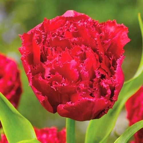 Тюльпан бахромчастий Lion King зображення 1 артикул 67697