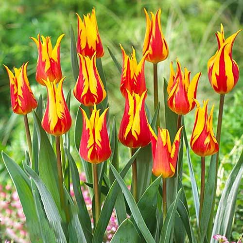 Тюльпан лилиецветный Байсайд Флэйм артикул фото 1 Тюльпан лилиецветный Байсайд Флэйм рисунок 1 артикул 70289