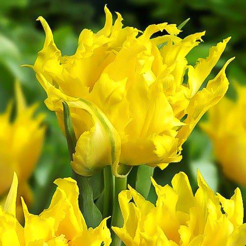 Тюльпан лилиецветный Монте Спайдер рисунок 1 артикул 67465