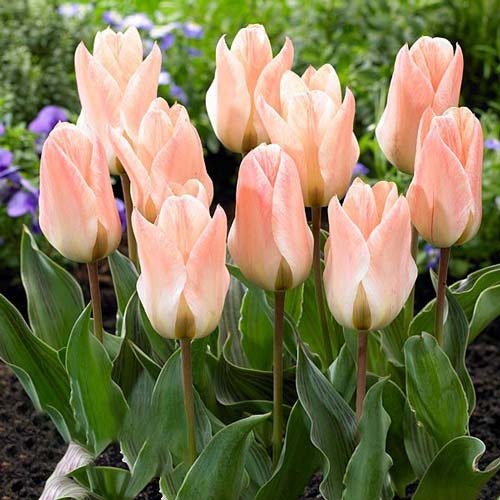 Тюльпан Грейга Литтл Герл рисунок 1 артикул 68108