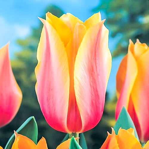 Тюльпан Лонг Леди рисунок 1 артикул 70253