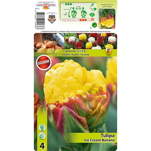 Тюльпан махровий Ice Cream Banana зображення 1 артикул 68402