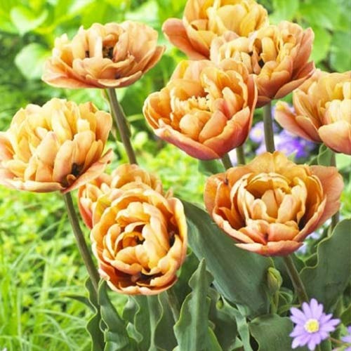 Тюльпан махровий La Belle Epoque зображення 1 артикул 70254