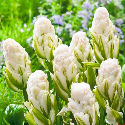 Тюльпан махровий Бруклін зображення 1 артикул 67484