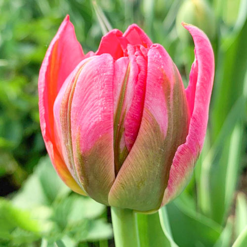 Тюльпан махровий Флеш Поінт зображення 1 артикул 68118