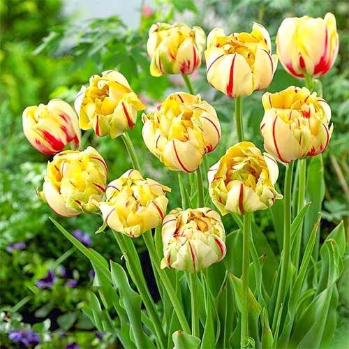 Тюльпан махровий Гламур Юнік зображення 1 артикул 67714