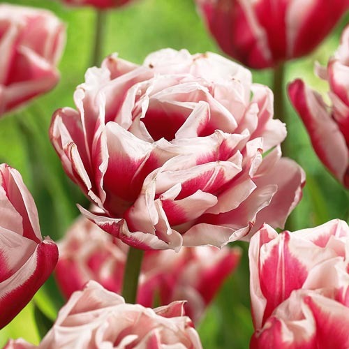 Тюльпан махровый Хоризон артикул фото 1 Тюльпан махровый Хоризон рисунок 1 артикул 68109