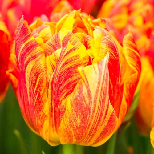 Тюльпан махровий Monte Flame зображення 1 артикул 67777