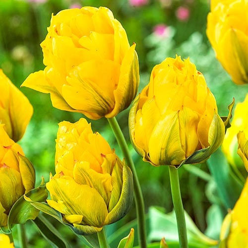 Тюльпан махровый Монте Пион рисунок 1 артикул 67775