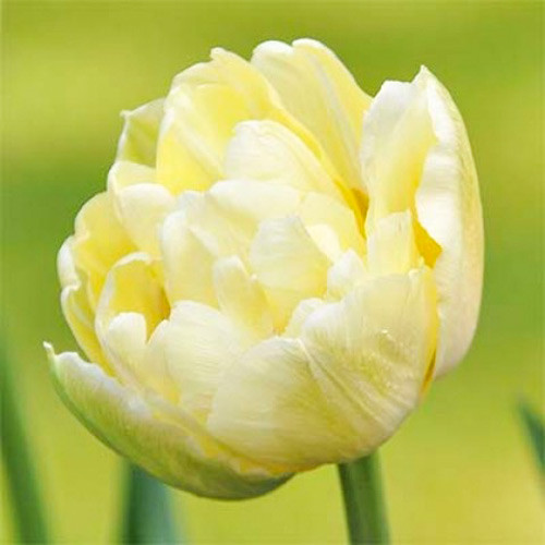 Тюльпан махровый Монте Свит рисунок 1 артикул 67466