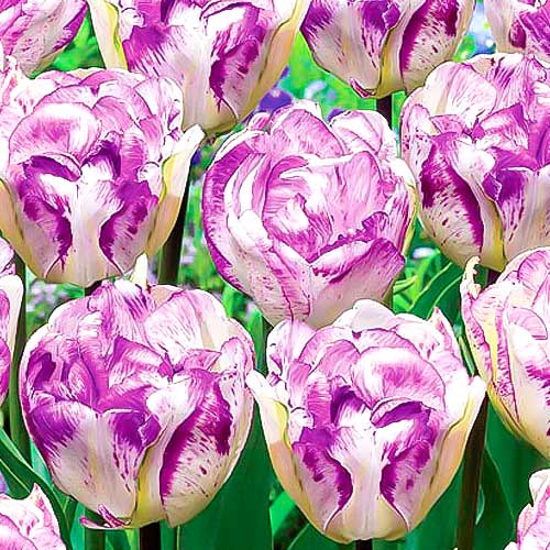 Тюльпан махровый Нормандия рисунок 1 артикул 67467