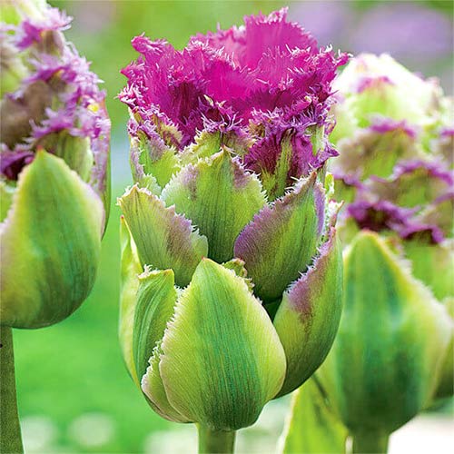 Тюльпан махровый Перпл Тауэр артикул фото 1 Тюльпан махровый Перпл Тауэр рисунок 1 артикул 67793