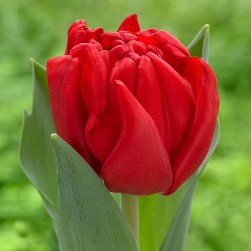 Тюльпан махровий Prince of Marvel зображення 1 артикул 68041