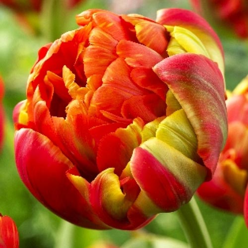 Тюльпан махровый Принцесс Юник артикул фото 1 Тюльпан махровый Принцесс Юник рисунок 1 артикул 67468