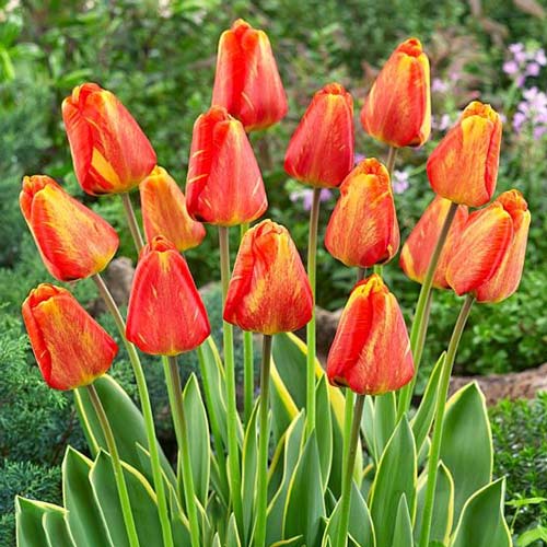 Тюльпан Дарвина Містік Гарант артикул фото 1 Тюльпан Дарвина Містік Гарант зображення 1 артикул 67773