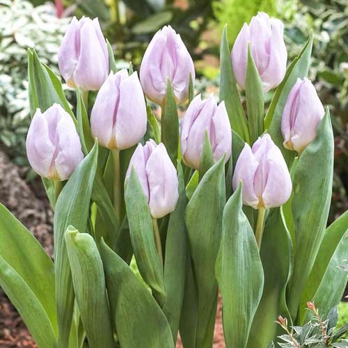 Тюльпан Мистик Принц рисунок 1 артикул 68084