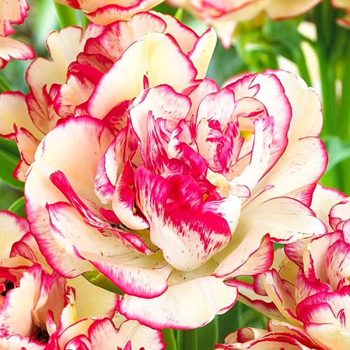 Тюльпан багатоквітковий Беліція зображення 2 артикул 67692