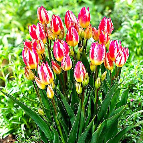 Тюльпан многоцветковый Триколлет рисунок 2 артикул 67811