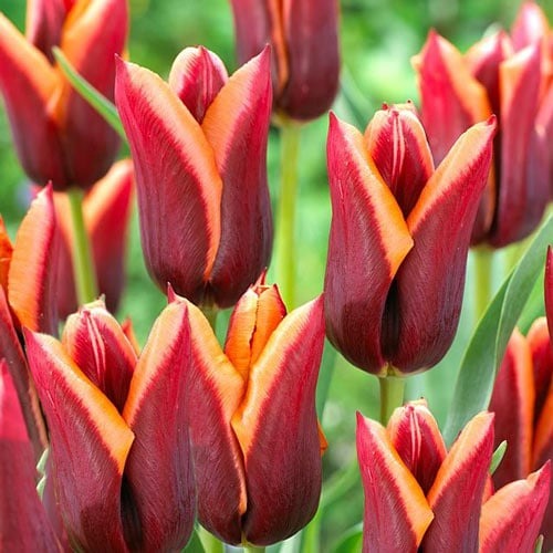 Тюльпан Тріумф Muvota зображення 1 артикул 67778