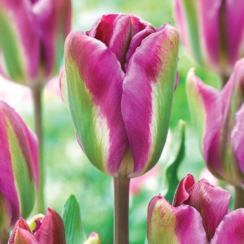 Тюльпан зеленоцветный Найт Райдер рисунок 1 артикул 68044