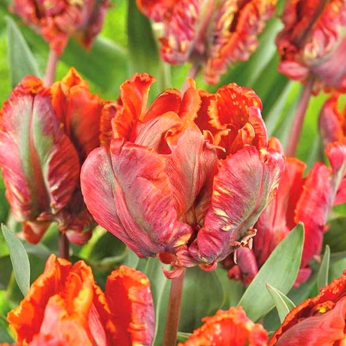 Тюльпан папуговий Блумекс зображення 1 артикул 70258