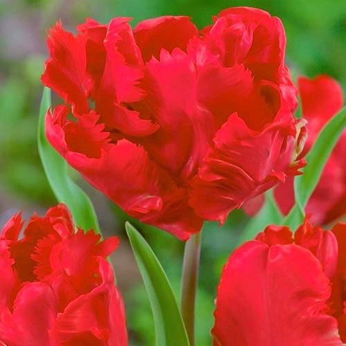 Тюльпан попугайный Эрна Линдгрен артикул фото 1 Тюльпан попугайный Эрна Линдгрен рисунок 1 артикул 70260