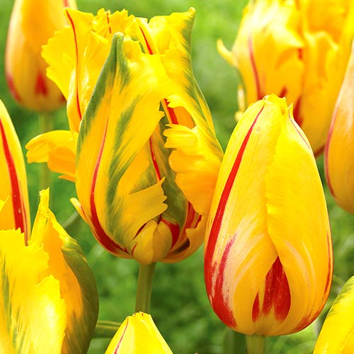 Тюльпан попугайный Ла Куртин Пэррот рисунок 1 артикул 70259