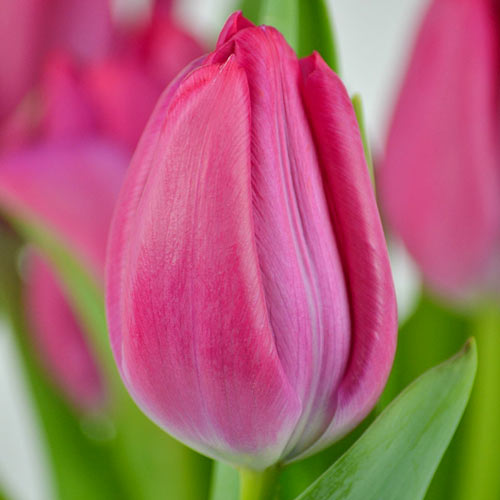 Тюльпан Тріумф Пассіо Світ зображення 1 артикул 67787