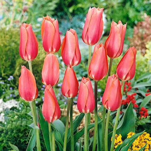 Тюльпан Перестройка, цибулини зображення 1 артикул 67789