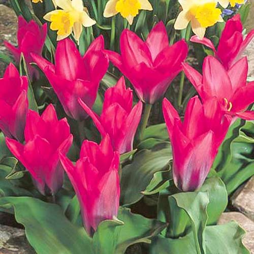 Тюльпан Pink Dwarf зображення 1 артикул 67794