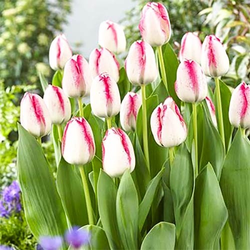 Тюльпан Триумф Плейгерл рисунок 1 артикул 67796