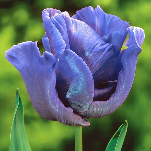Тюльпан папуговий Blue Parrot зображення 1 артикул 67797