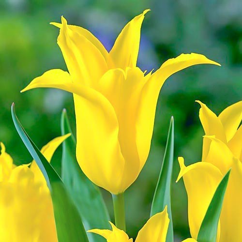 Тюльпан зеленоквітковий Dancing Show зображення 1 артикул 67513