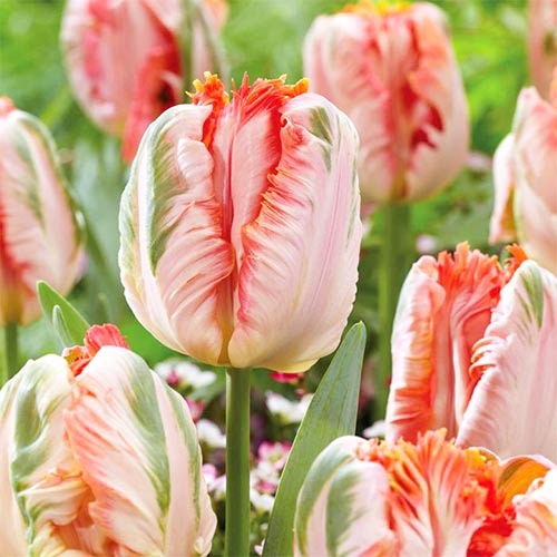 Тюльпан попугайный Эприкот Пэррот рисунок 1 артикул 67867