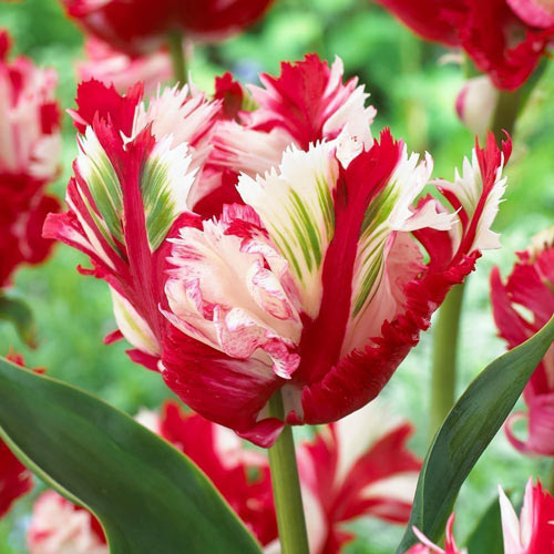 Тюльпан папуговий Естелла Ріжнвельд артикул фото 1 Тюльпан папуговий Естелла Ріжнвельд зображення 1 артикул 68110