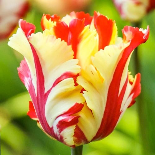 Тюльпан папуговий Flaming Parrot зображення 1 артикул 67853
