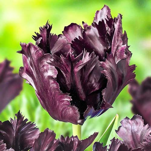 Тюльпан папуговий Frozen Night зображення 1 артикул 67859