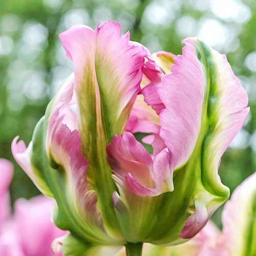 Тюльпан попугайный Грин Вейв рисунок 1 артикул 67720