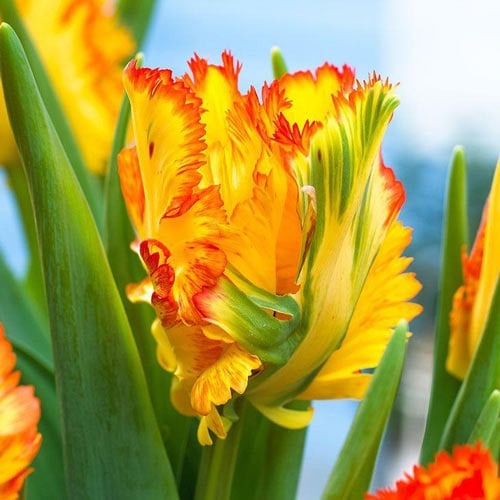 Тюльпан папуговий Carribean Parrot зображення 1 артикул 67491