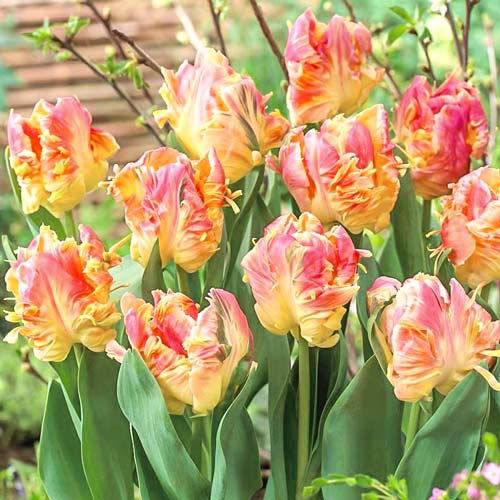 Тюльпан попугайный Либретто Пэррот, луковицы рисунок 1 артикул 67750