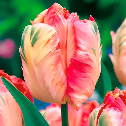 Тюльпан попугайный Либретто Пэррот рисунок 1 артикул 67493