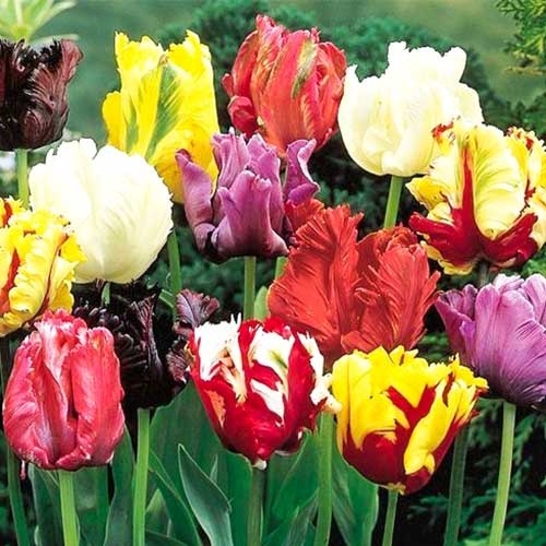 Тюльпан попугайный, микс рисунок 1 артикул 68085